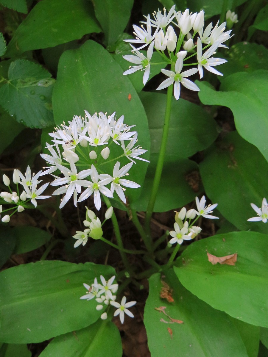 Изображение особи Allium ursinum.