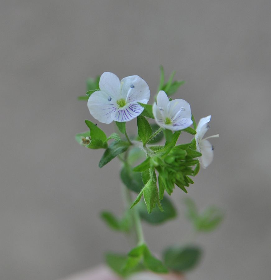 Image of Veronica peduncularis specimen.