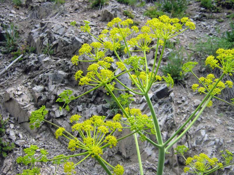 Изображение особи Ferula kelleri.