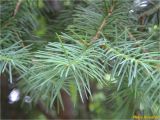 Pseudotsuga menziesii. Верхушка ветви. Украина, Ивано-Франковская обл., Болеховский горсовет, Поляницкий сельсовет, Поляницкий региональный ландшафтный парк, урочище \"Скалы\", молодой смешанный лес. 20.05.2018.