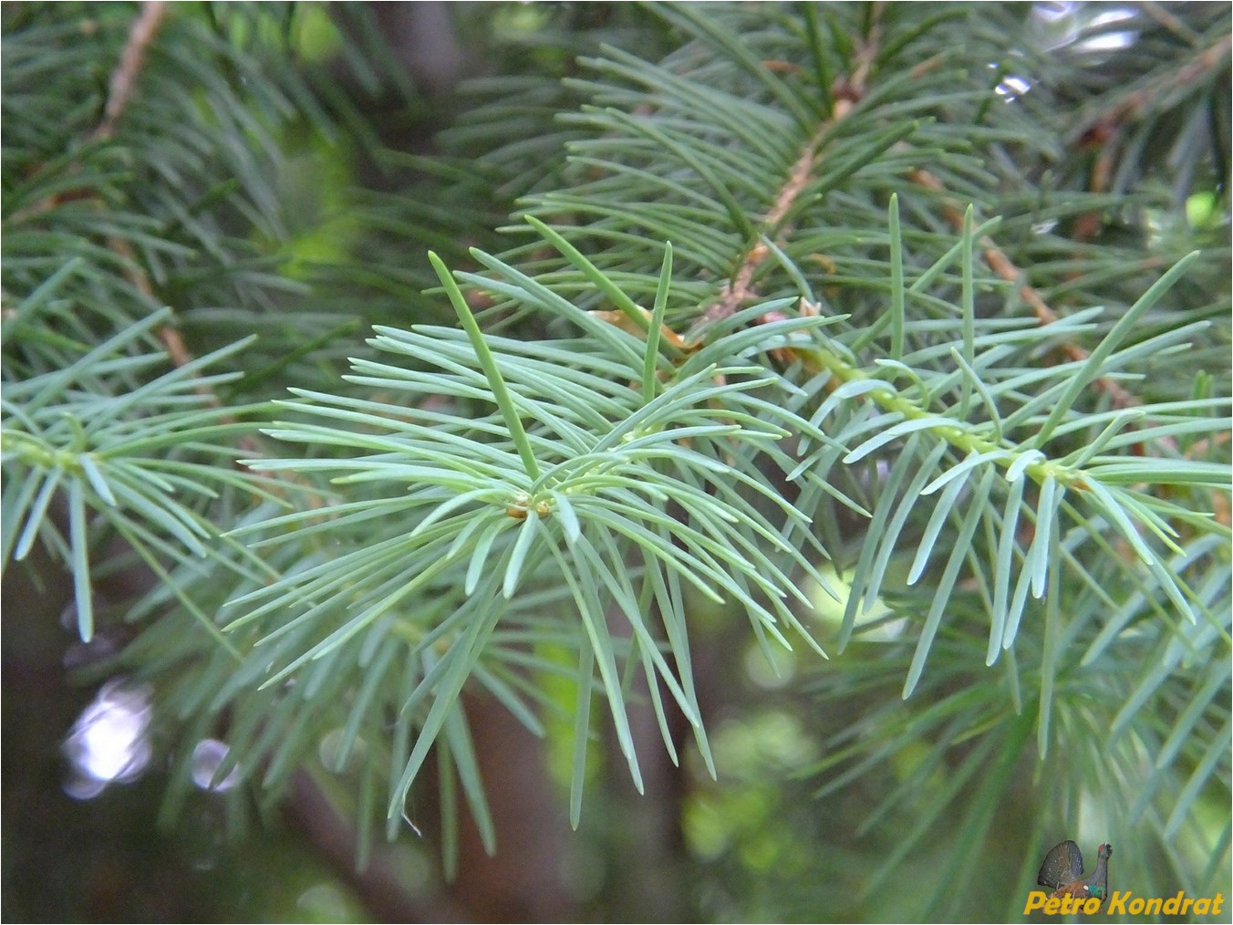 Изображение особи Pseudotsuga menziesii.