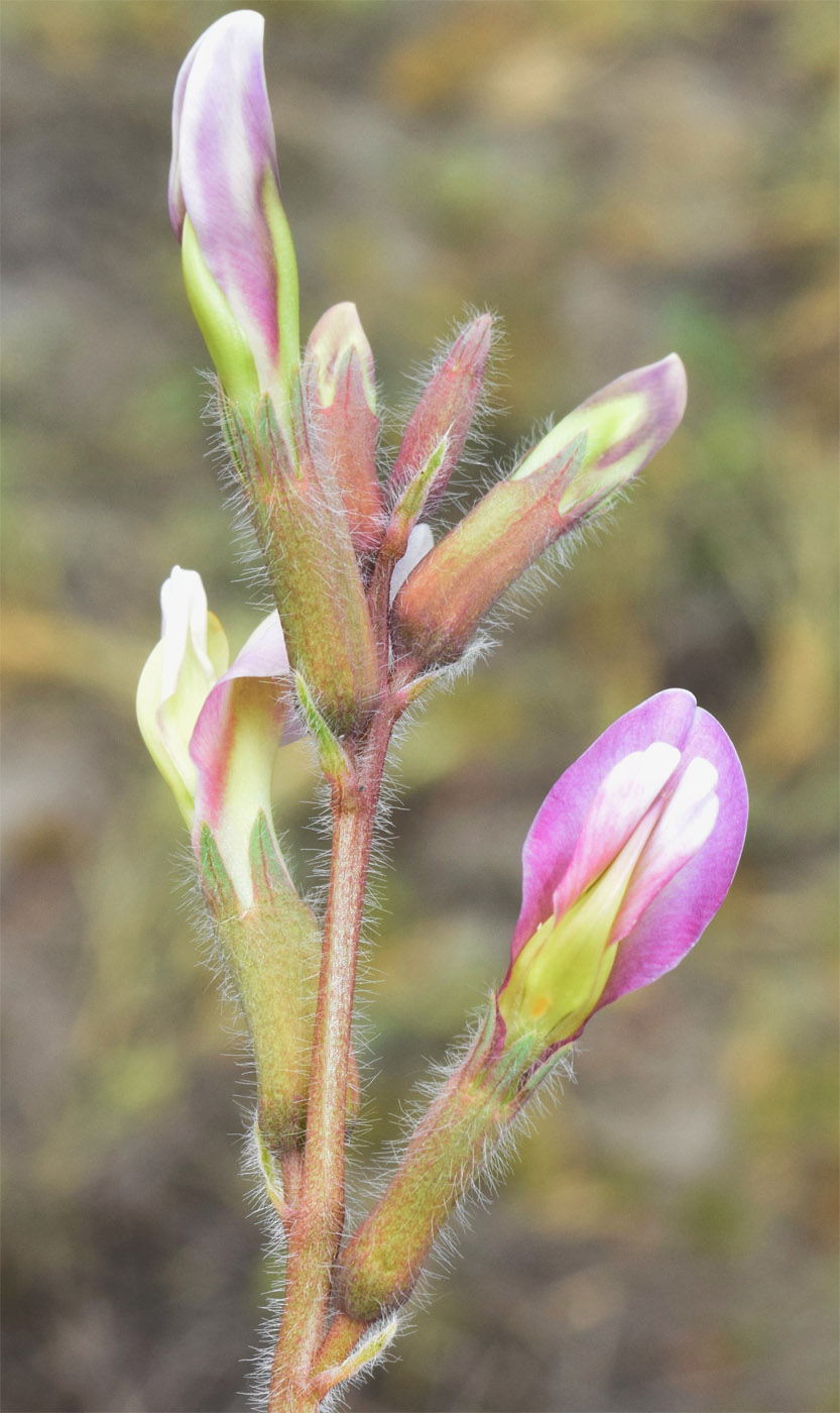 Image of Astragalus rubellus specimen.