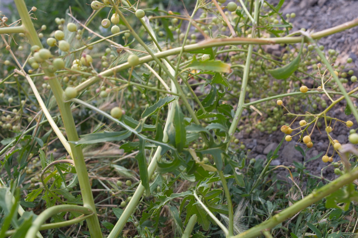 Изображение особи Crambe gibberosa.