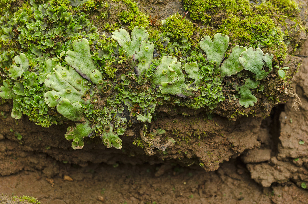 Изображение особи Marchantia polymorpha.