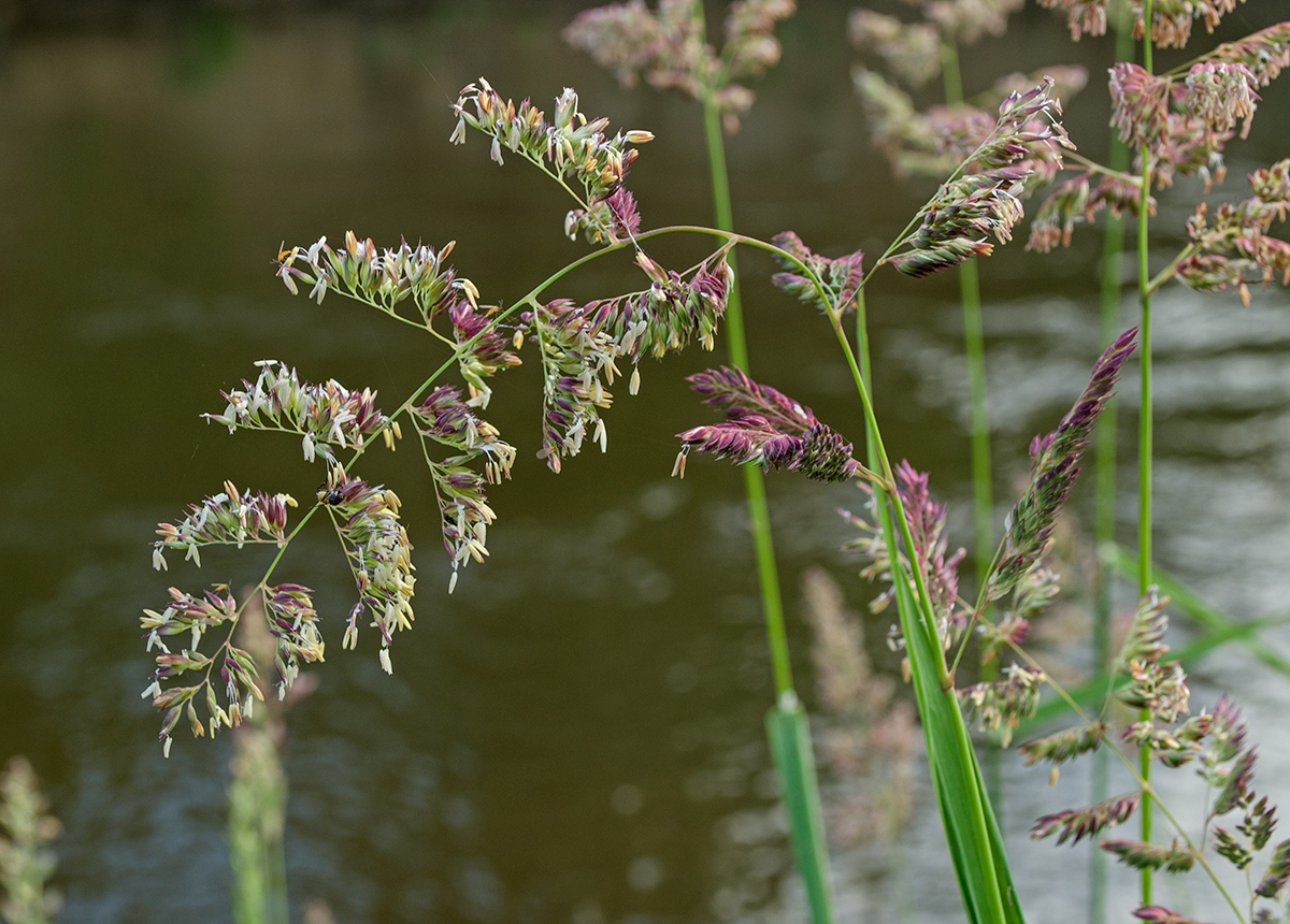 Изображение особи Phalaroides arundinacea.