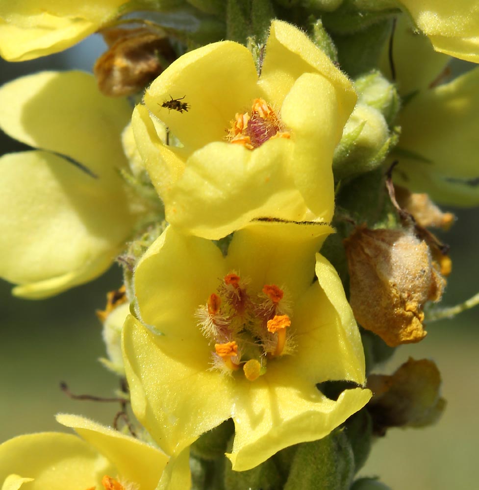 Image of Verbascum &times; semialbum specimen.