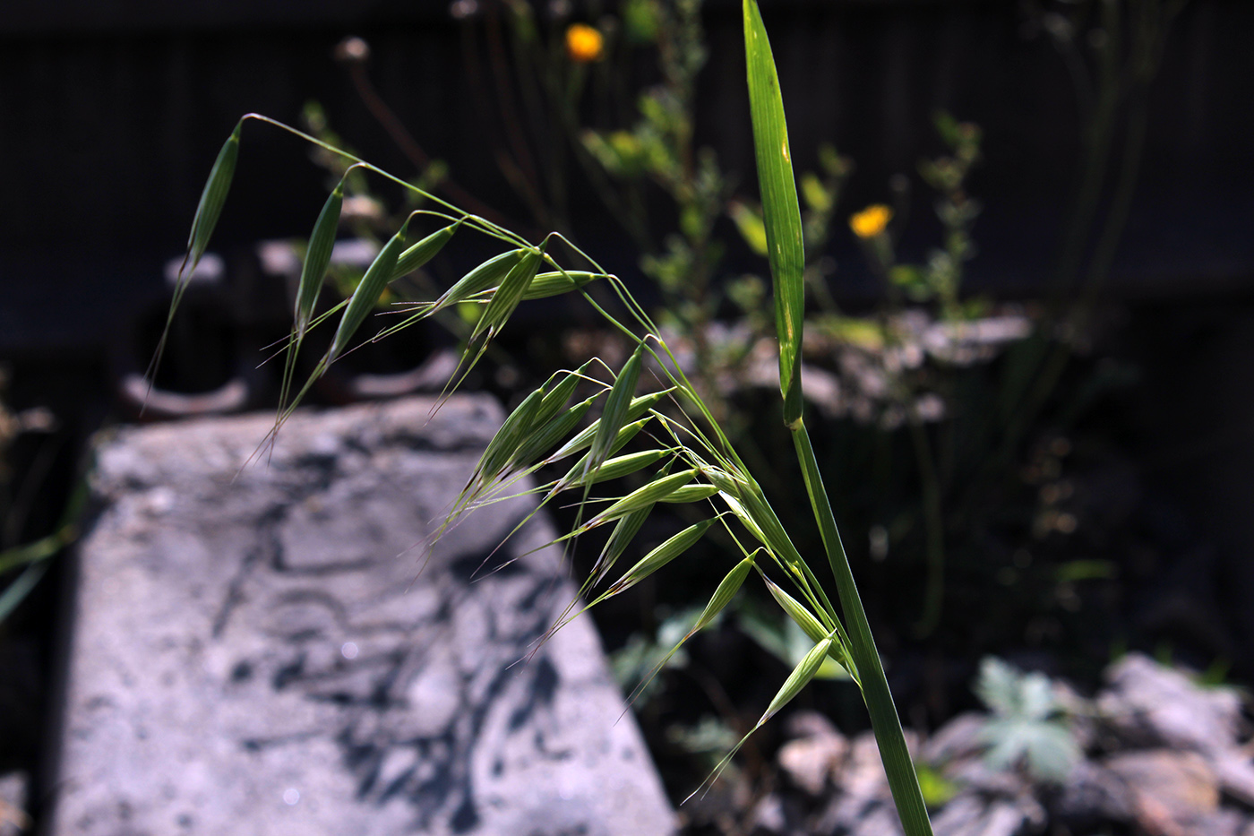 Image of Avena fatua specimen.