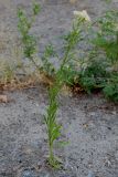 Conyza canadensis