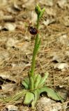 Ophrys mammosa