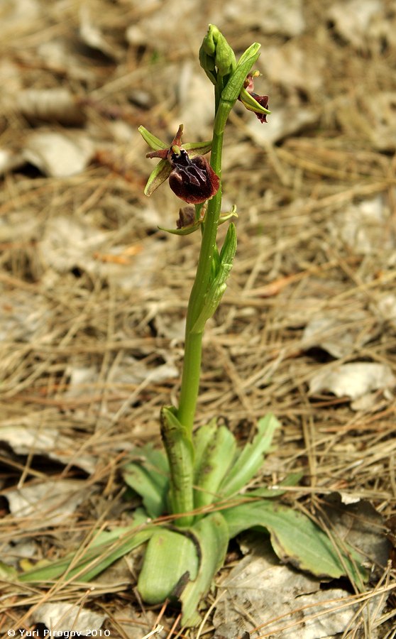 Изображение особи Ophrys mammosa.