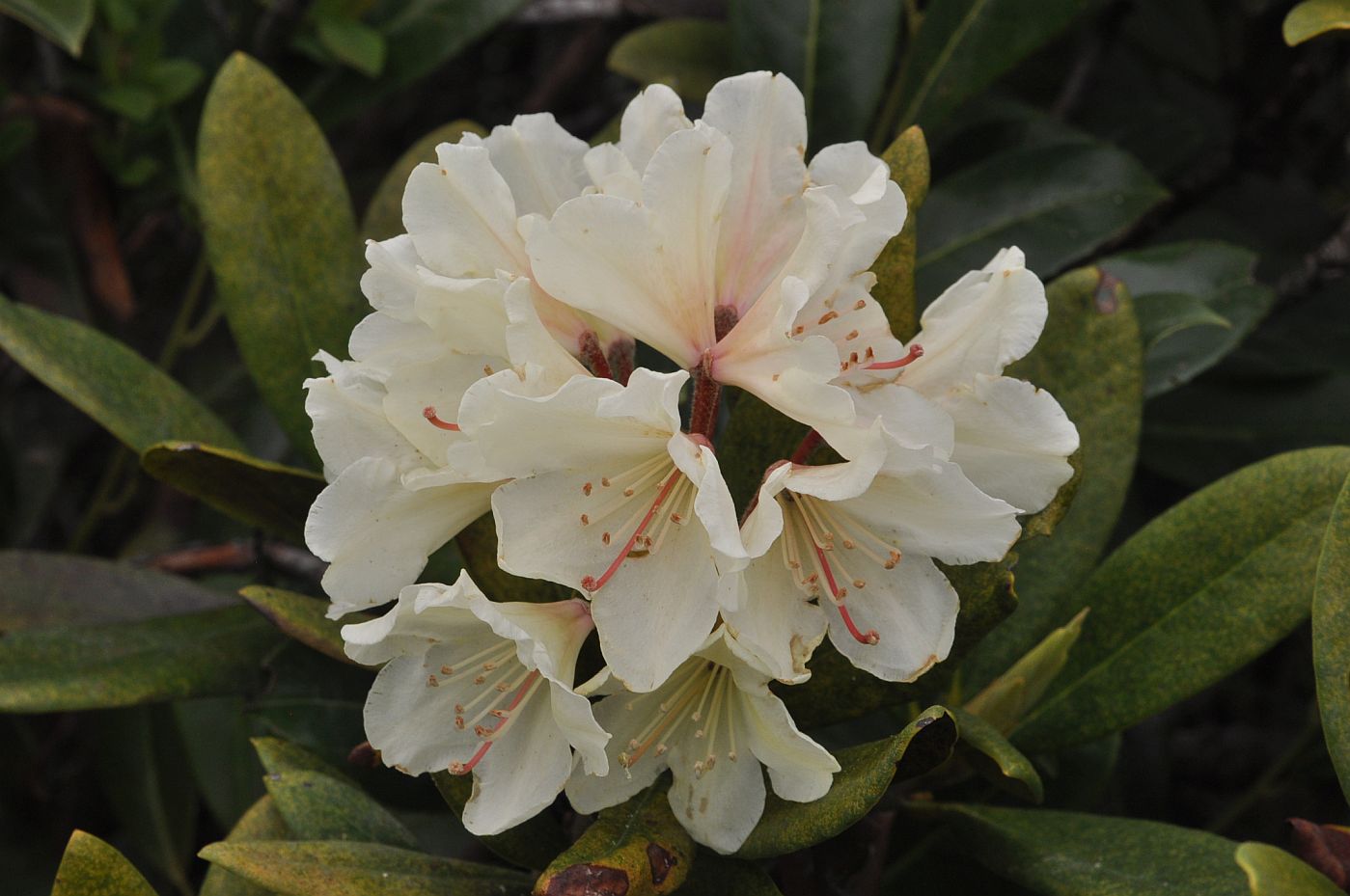 Изображение особи Rhododendron caucasicum.