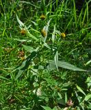 Bidens cernua