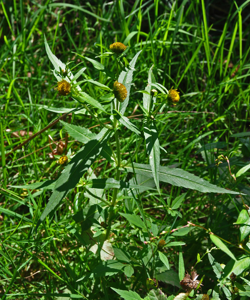 Image of Bidens cernua specimen.