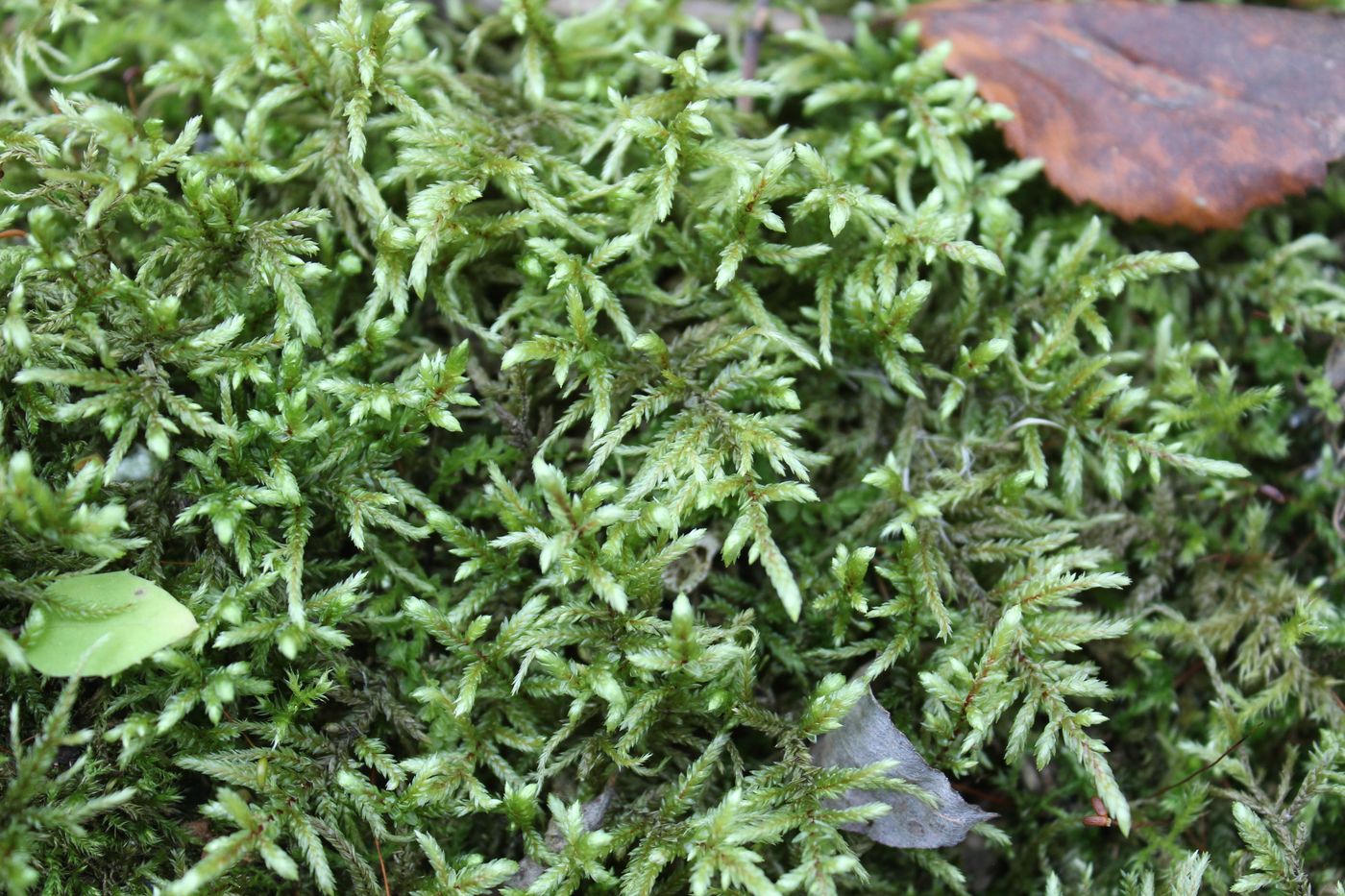 Image of Pleurozium schreberi specimen.