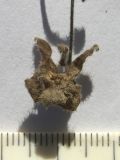 Image of taxon representative. Author is Сергей Банкетов