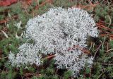 genus Cladonia