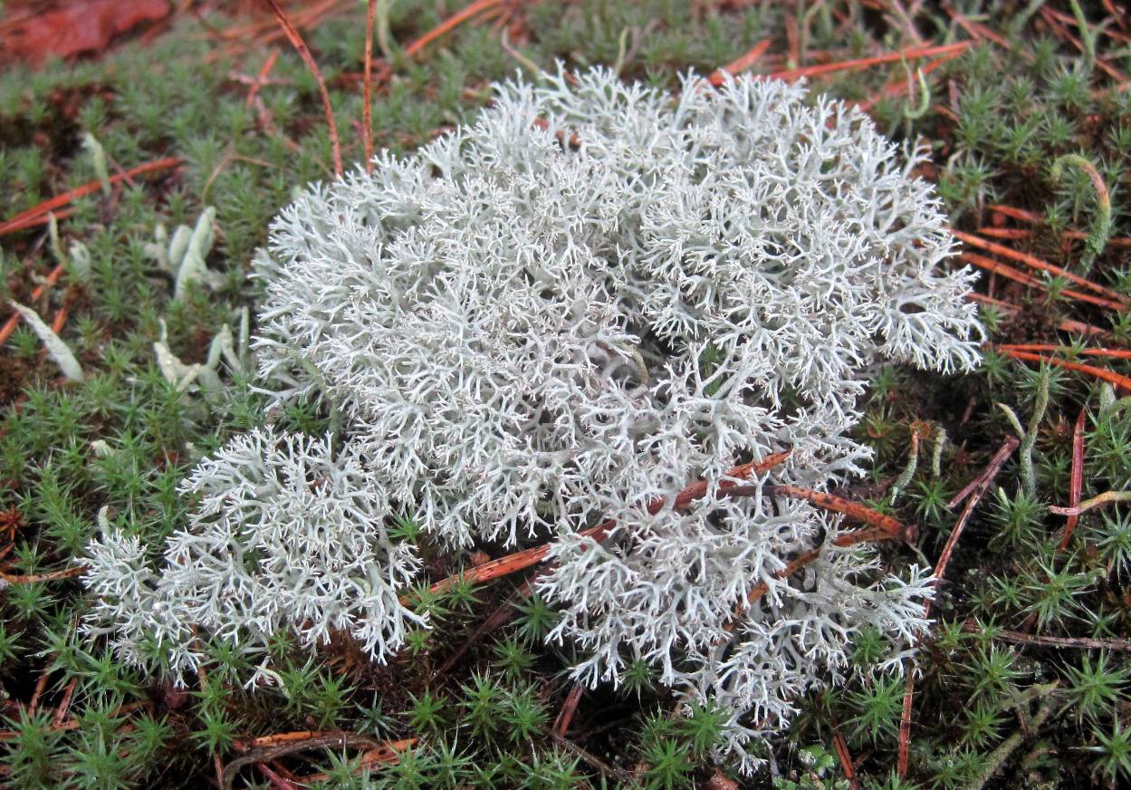 Изображение особи род Cladonia.