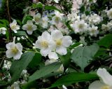 Philadelphus coronarius. Цветущие побеги. Украина, г. Киев, Южная Борщаговка, просп. Королёва. 28 мая 2010 г.