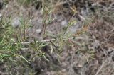 Rhamnus erythroxyloides