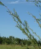 genus Salix