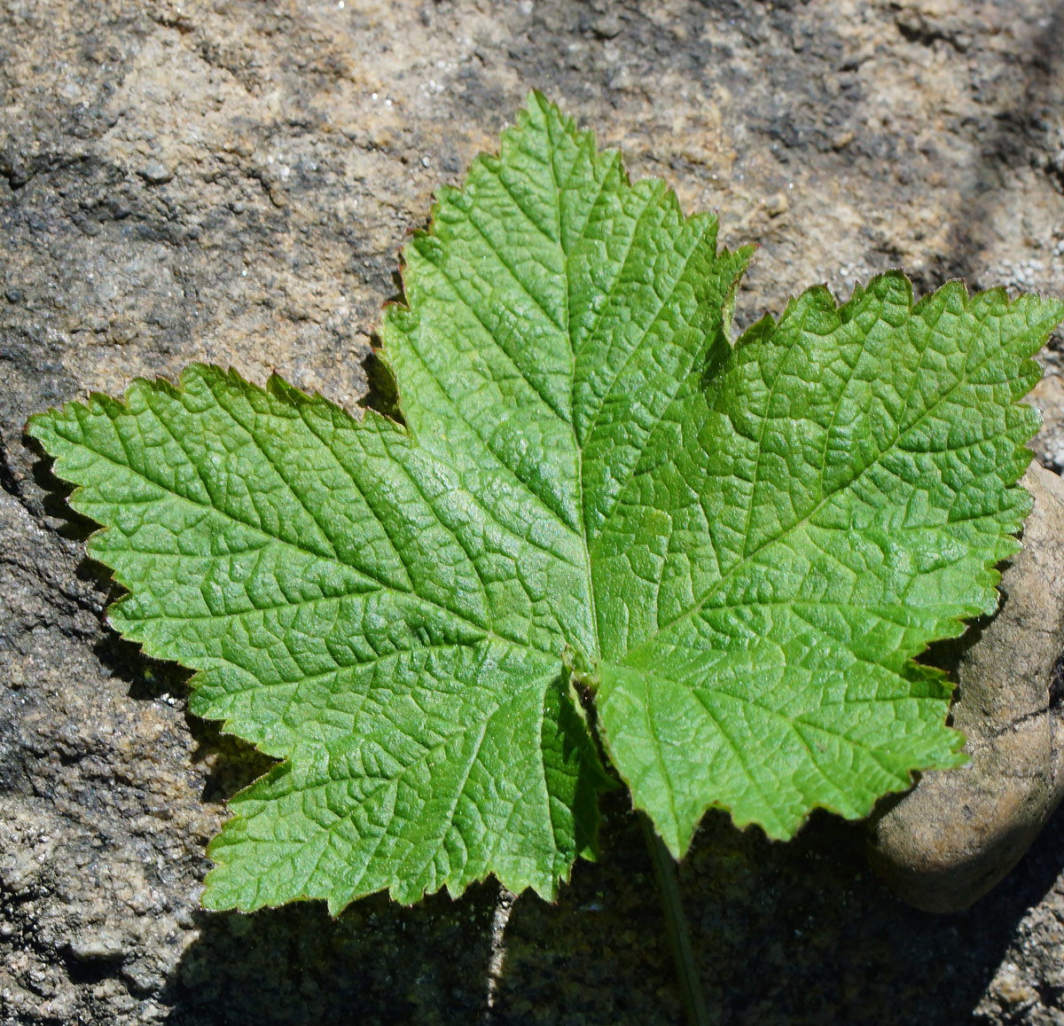 Image of Rubus odoratus specimen.