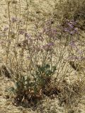 Limonium ferganense. Растение в цвету. Кыргызстан, Ошская обл., Карасуйский р-н, окр. аила Ак-Терек, между г. Ош и пос. Ноокат; Юго-Западный Тянь-Шань, Ферганская долина, сыртовая равнина на северном шлейфе Алайского хребта в междуречье Аравана и Ак-Бууры, перевал Дозгундован; подгорная пустыня на бедлендах, обнажение светлых гипсоносных пестроцветов, выс. 1400 м н.у.м. 20 августа 2018 г.