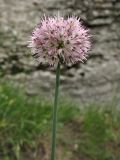 Allium strictum