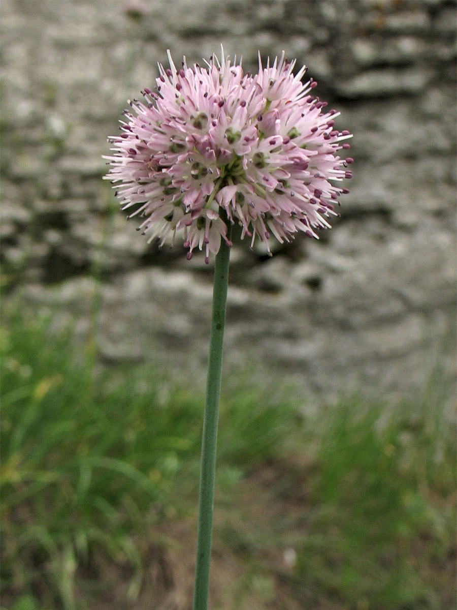 Image of Allium strictum specimen.