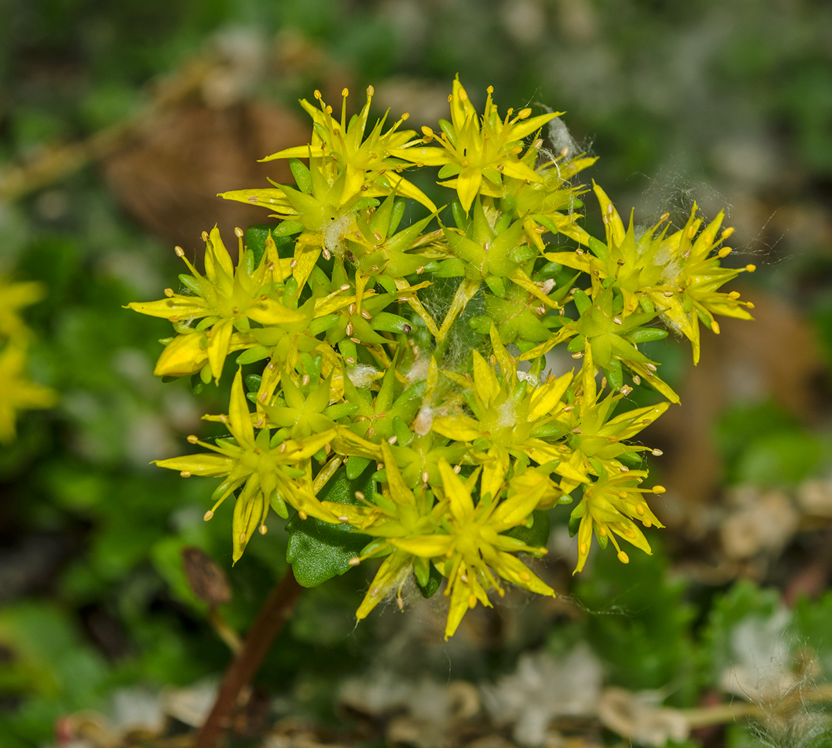 Image of Aizopsis hybrida specimen.