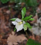 Helleborus caucasicus