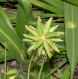 Eucomis autumnalis