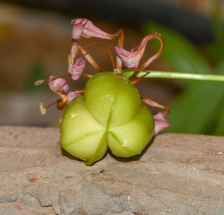 Image of Gloriosa superba specimen.