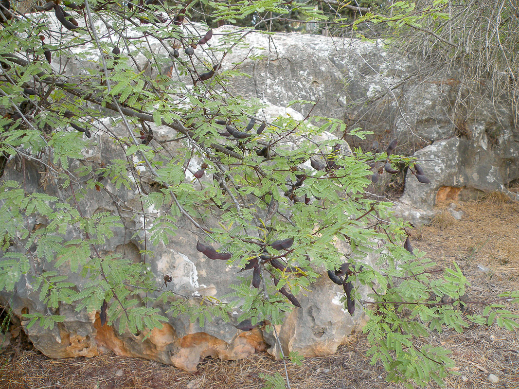 Image of Vachellia farnesiana specimen.