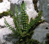 Asplenium trichomanes. Растение на известняковой скале. Краснодарский край, Сочинский р-н, у тропы на Агурские водопады. 29.05.2007.