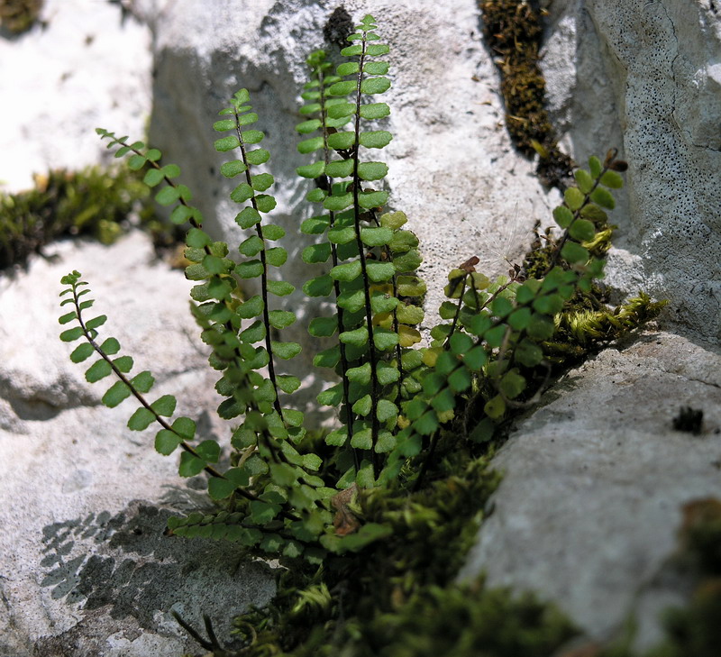 Изображение особи Asplenium trichomanes.