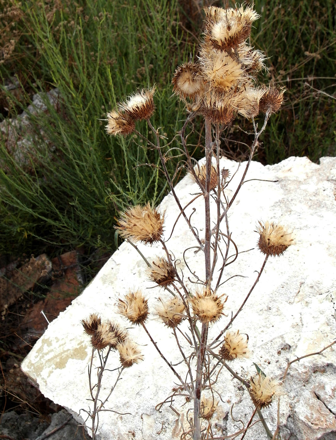 Изображение особи Ptilostemon chamaepeuce.