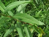 Senecio sarracenicus