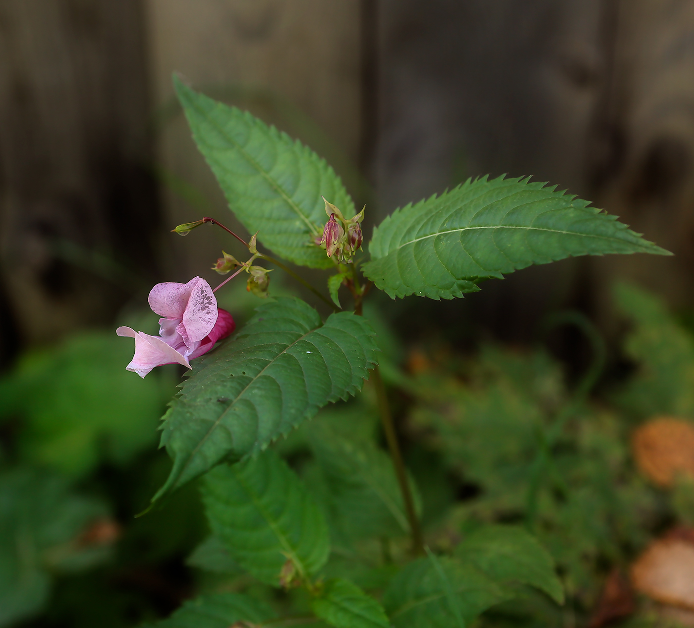 Image of Impatiens glandulifera specimen.