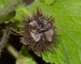 Sparmannia africana