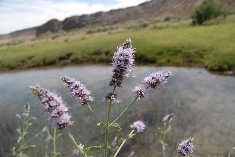 Изображение особи род Mentha.