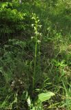 Platanthera bifolia