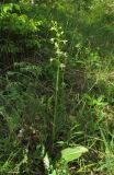 Platanthera bifolia. Цветущее растение. Краснодарский край, Туапсинский р-н, пгт Джубга, опушка искусственного леса из сосны крымской на окраине посёлка. 11 мая 2019 г.