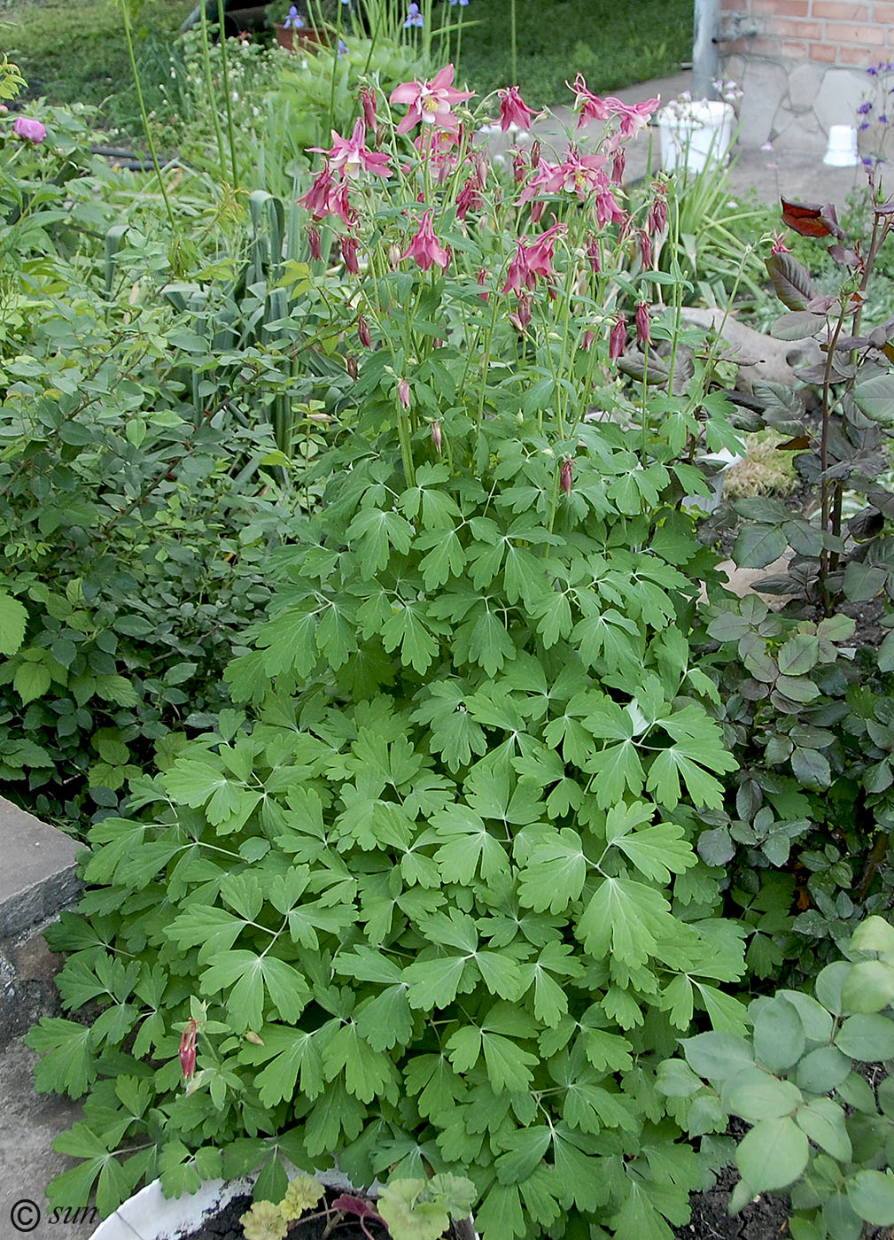 Изображение особи Aquilegia coerulea.