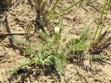 Astragalus longipetalus