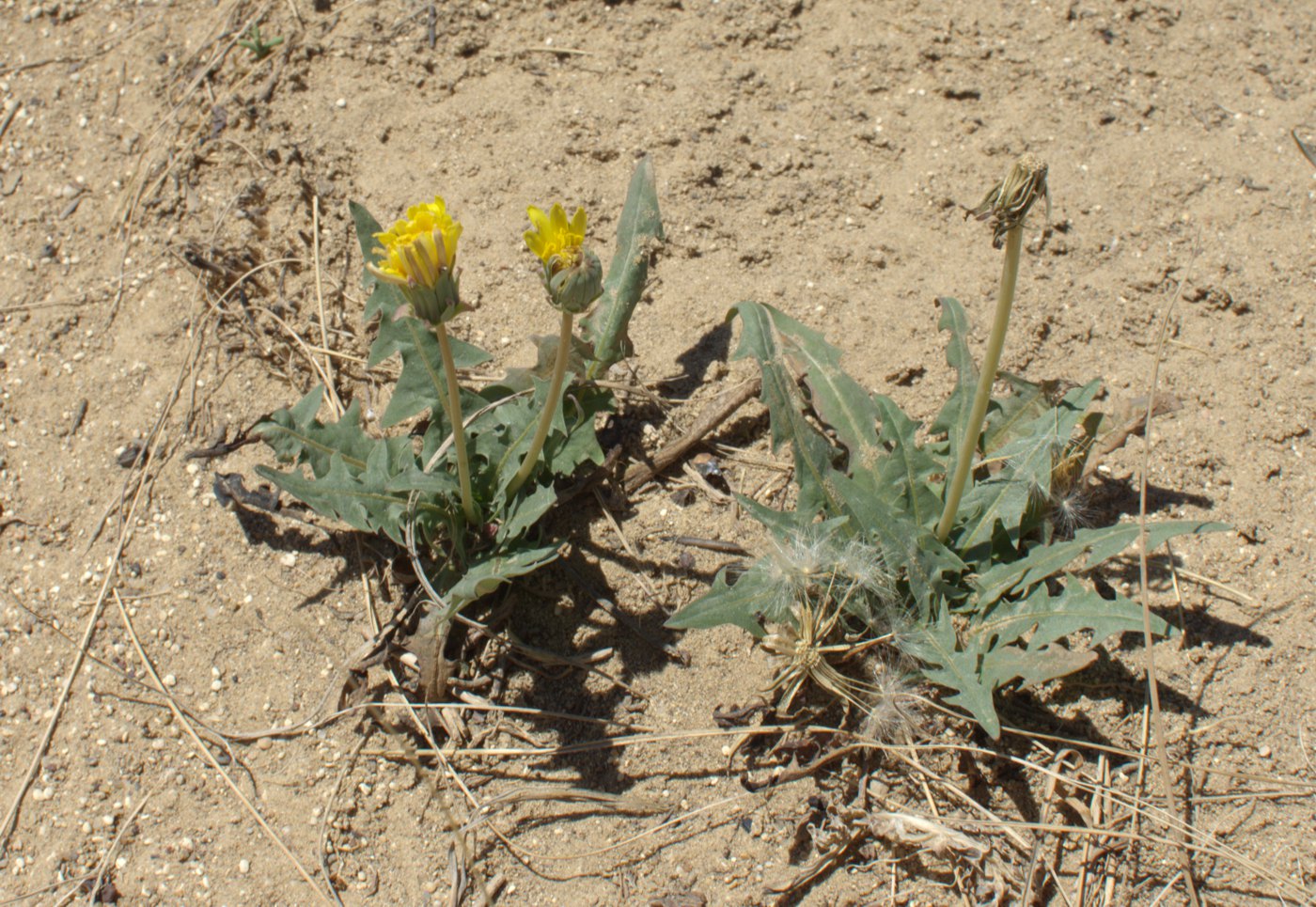 Изображение особи Taraxacum glaucanthum.