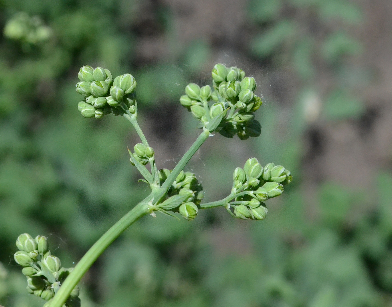 Image of Thalictrum minus specimen.