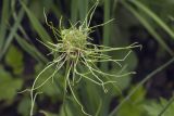 Allium vineale