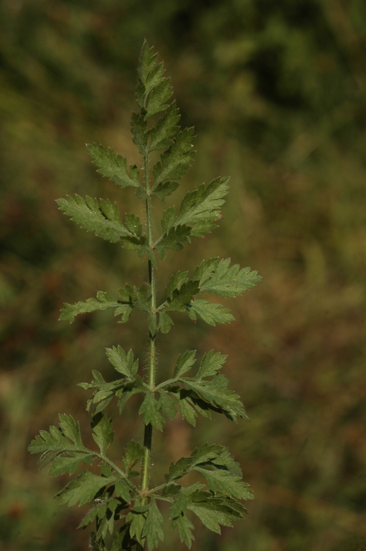 Изображение особи Daucus carota.