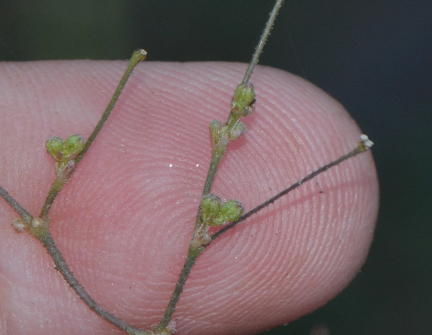 Image of Boerhavia diffusa specimen.