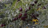 Prunus cerasifera